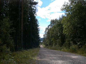 Långsåsen